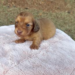 Mary - Red female Dachshund puppy in Bald Knob, Arkansas from Victoria’s Dachshunds
