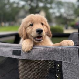 Golden Retriever Puppies from Revival Retrievers