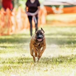 Cane Corso Puppies from Azelees Cane Corso