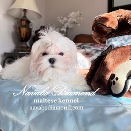 Boy 2 - White male Maltese puppy in Snowville, Utah from Navabo Diamond