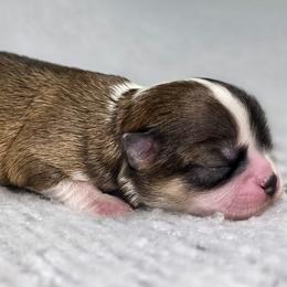 Girl 1 - Fawn and white female Chihuahua puppy in Portland, Oregon from PNW Toy Breeds