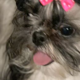 Shih Tzus from Beverly's Heart Shih Tzu