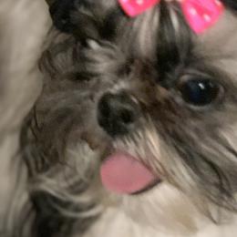 Shih Tzus from Beverly's Heart Shih Tzu