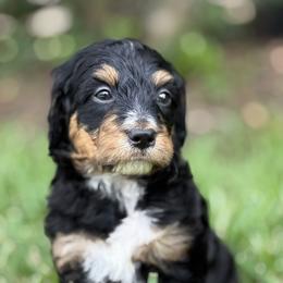 Shinning Armor - Phantom male Bernedoodle puppy in Montverde, Florida from Central Florida Bernedoodles