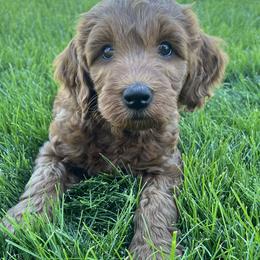 Ada (Guardian Home) - Red  female Goldendoodle puppy in Great Falls, Montana from Montana Goldendoodles