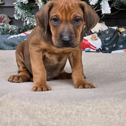 Leggo Black Collar - male Rhodesian Ridgeback puppy in Gaffney, South Carolina from Circle D Farms