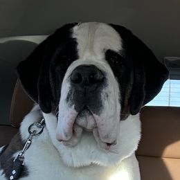 Boaz - Saint Bernard