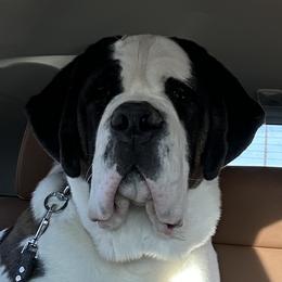 Boaz - Saint Bernard