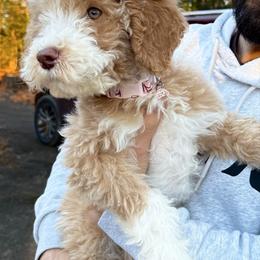 Posie - Goldendoodle