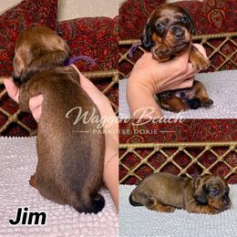 Jim - Red male Dachshund puppy in Sulphur Springs, Texas from Waggin Beach Paradise Doxies