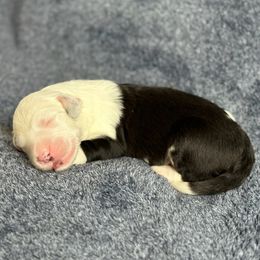Boy 1 - Old English Sheepdog puppy in Orange County, California from Pacific Blue Sheepdogs