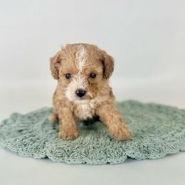 Alfie - Red male Cavapoo puppy in Goldsboro, North Carolina from The Grantham House