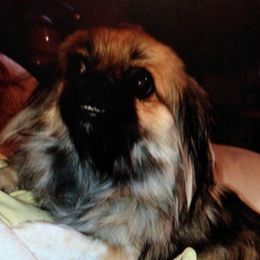 Pekingese from Jen Palmer's Pekingese