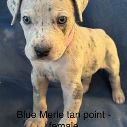 Great Dane Puppies from Mathias Danes