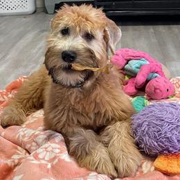 Archie - Soft Coated Wheaten Terrier