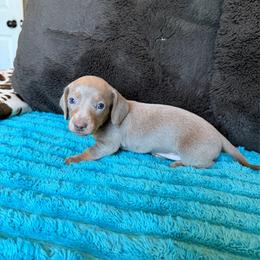 Dolly - Fawn (Isabella) female Dachshund puppy in Grass Valley, California from Mis Doxie