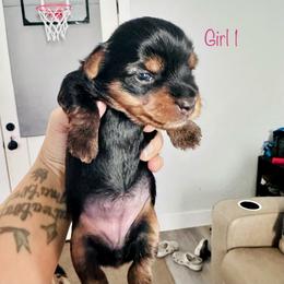 Yorkshire Terrier Puppies from Erika Ruiz
