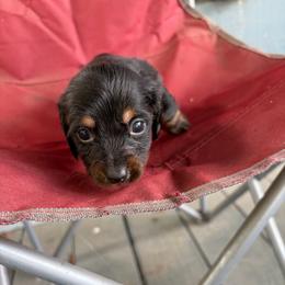 Zero - Black and tan male Dachshund puppy in Conroe, Texas from Dots Dachshunds