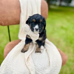 Mcintosh - Tri-color male Bernedoodle puppy in Buda, Illinois from Hamilton Farm Doodles