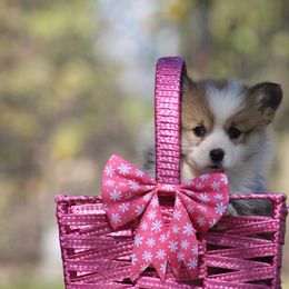Cardigan Welsh Corgi and Pembroke Welsh Corgi Puppies from QueenE Corgi Farm