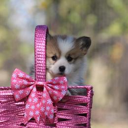 Cardigan Welsh Corgi and Pembroke Welsh Corgi Puppies from QueenE Corgi Farm