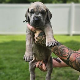 Black collar - Fawn male Great Dane puppy in Warren, Ohio from Loyal-Loves Great Danes