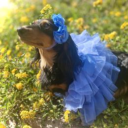 Suzie - Dachshund