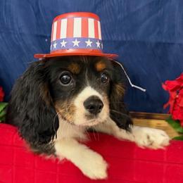 Cosmo - Tri-color male Cavalier King Charles Spaniel puppy in Cleveland, Georgia from Cavalier Country Farm