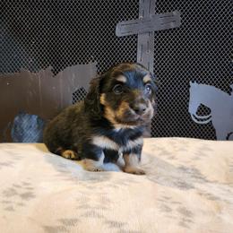 Teddy - Black and cream male Dachshund puppy in Lindsay, California from Lewis Creek Dachshunds