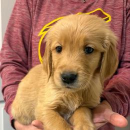 Bowie - Dark golden male Golden Retriever puppy in Seville, Ohio from Retriever Ranch