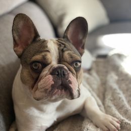 Diana - French Bulldog