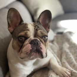 Diana - French Bulldog