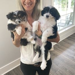 Boy 3 - Black tri Miniature Australian Shepherd puppy in Purvis, Mississippi from Rolling Oaks Farm - Deladios Kennels
