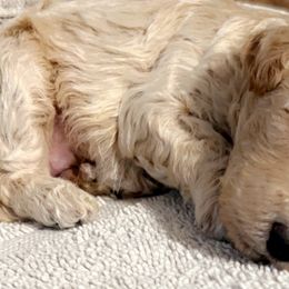 Aussiedoodles, Cavapoos, and Poodles from J&K Kennels