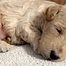 Aussiedoodles, Cavapoos, and Poodles from J&K Kennels