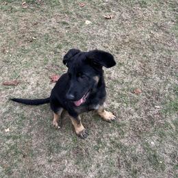 White collar female -Nona - Black and tan female German Shepherd puppy in Winterport, Maine from Vom Stevens Old Fashioned German Shepherds