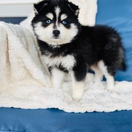 Goofy - Black and white male Pomsky puppy in Yavapai County, Arizona from Pawsh Pomskies