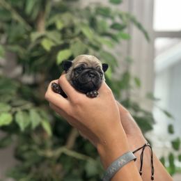 Girl 2 - Fawn female Pug puppy in New Haven, Indiana from Milan Pugs