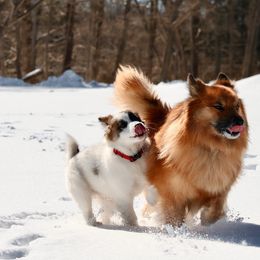 Icelandic Sheepdog Puppies from Windswept Icelandic Sheepdogs