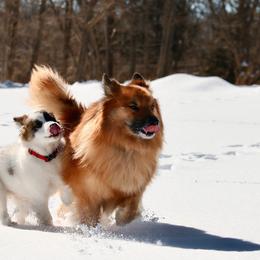 Icelandic Sheepdog Puppies from Windswept Icelandic Sheepdogs