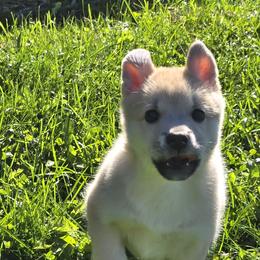 Norwegian Buhund puppies from Zodiac Ranch