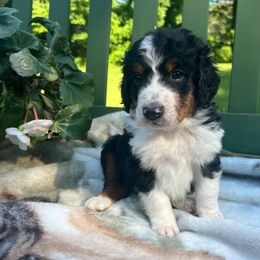 Bernedoodle Puppies from East Coast Bernedoodles