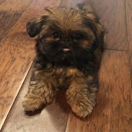 Shih Tzu Puppies from Little Miracles Shih Tzu