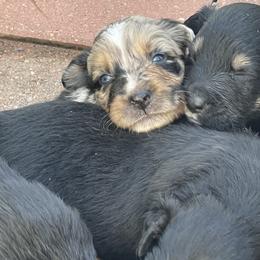 Australian Shepherd Puppies from Sarah Estes
