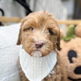 Jason - Caramel red Australian Labradoodle puppy in Palmdale, California from Doodles_Ko