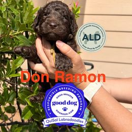 Don Ramon - Chocolate male Australian Labradoodle puppy in San Juan, Texas from QuiSal Labradoodles