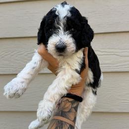 Wallen - Tri-color male Bernedoodle puppy in Horseshoe Bend, Idaho from Over the Moon Poodles and Doodles