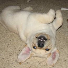 Labrador Retriever Puppies from Cecilie Drege