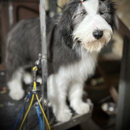 Bearded Collie and Border Collie Puppies from Beloved Bearded & Border Collies