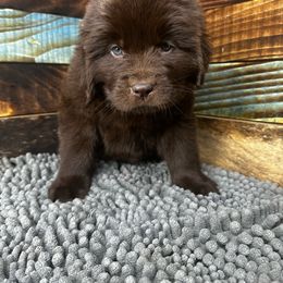 Xyla - Brown Newfoundland puppy in Tully, New York from Bear Paw Newfoundlands